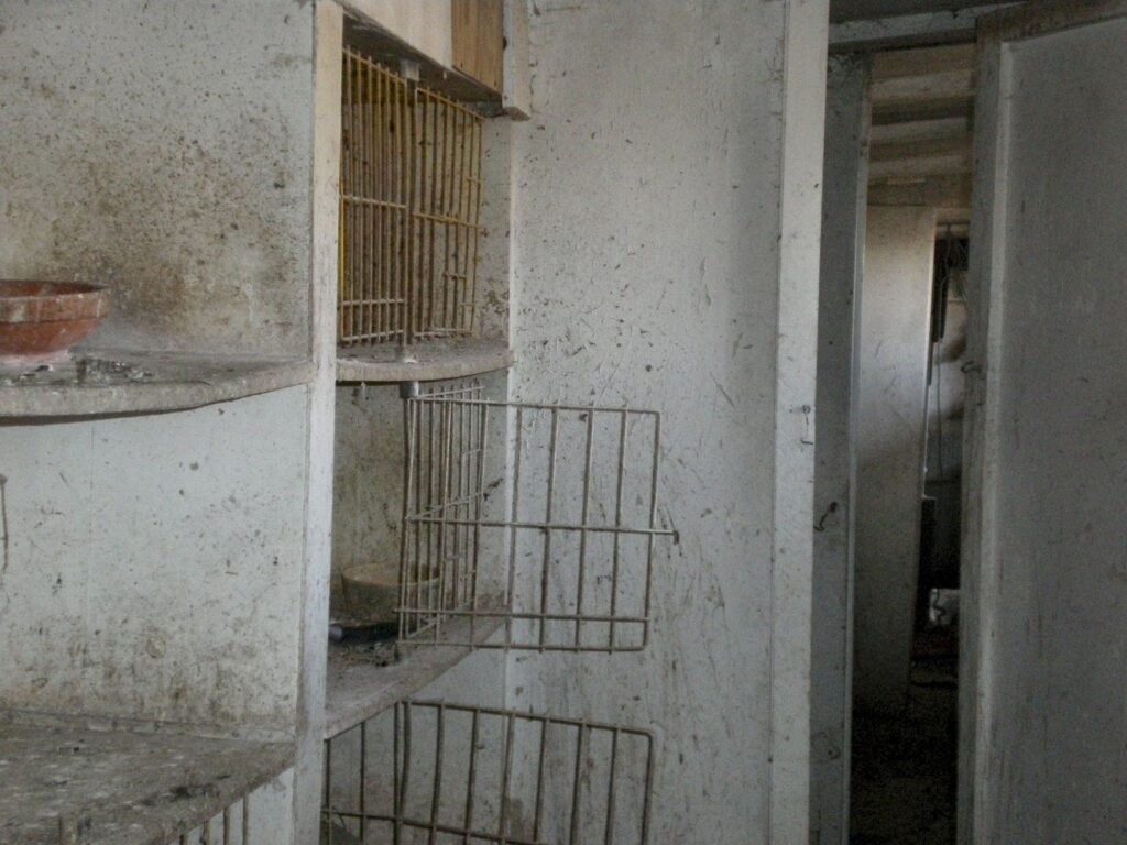 arredamento colombaia: posatoi in legno con piccioni viaggiatori all'interno di una colombaia